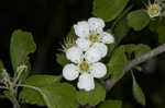 Yellowleaf hawthorn